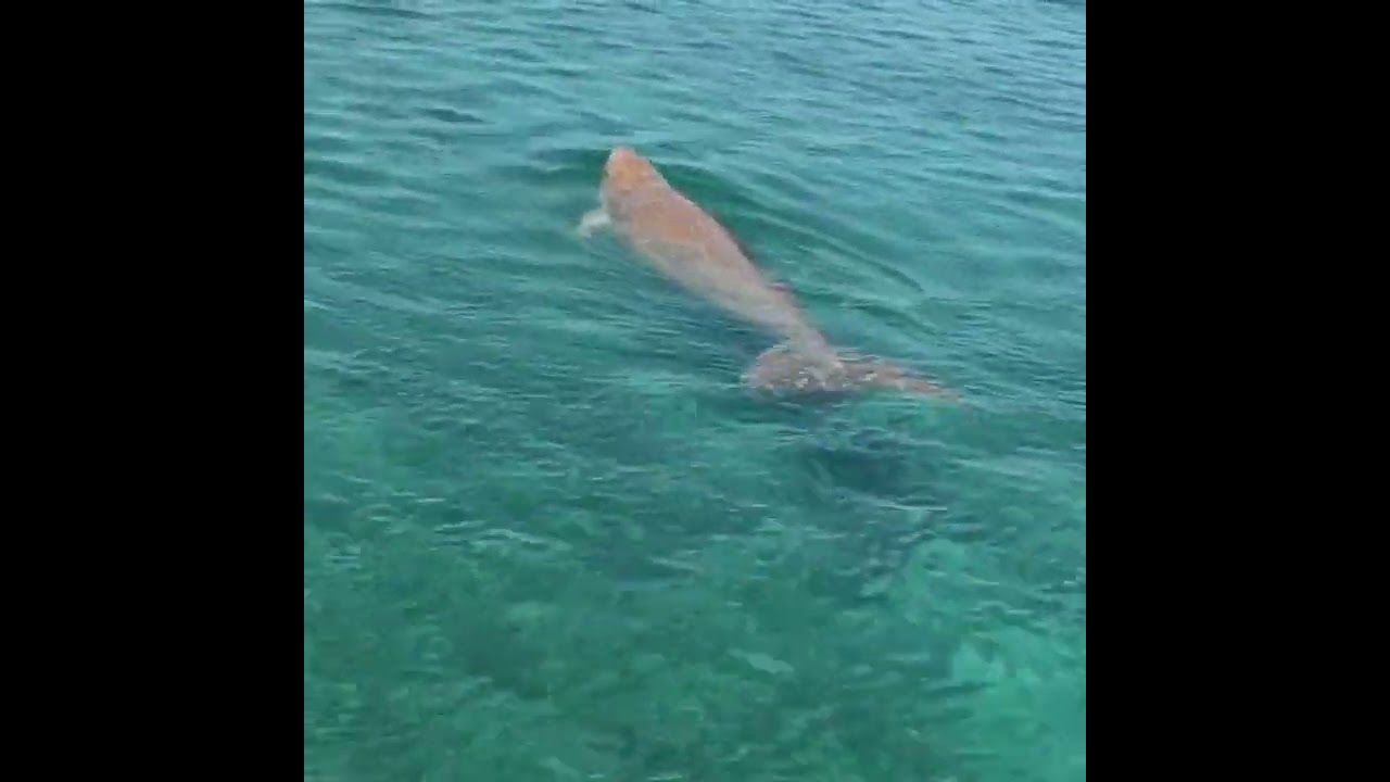 Dugong Bazaruto Islands 🏝
