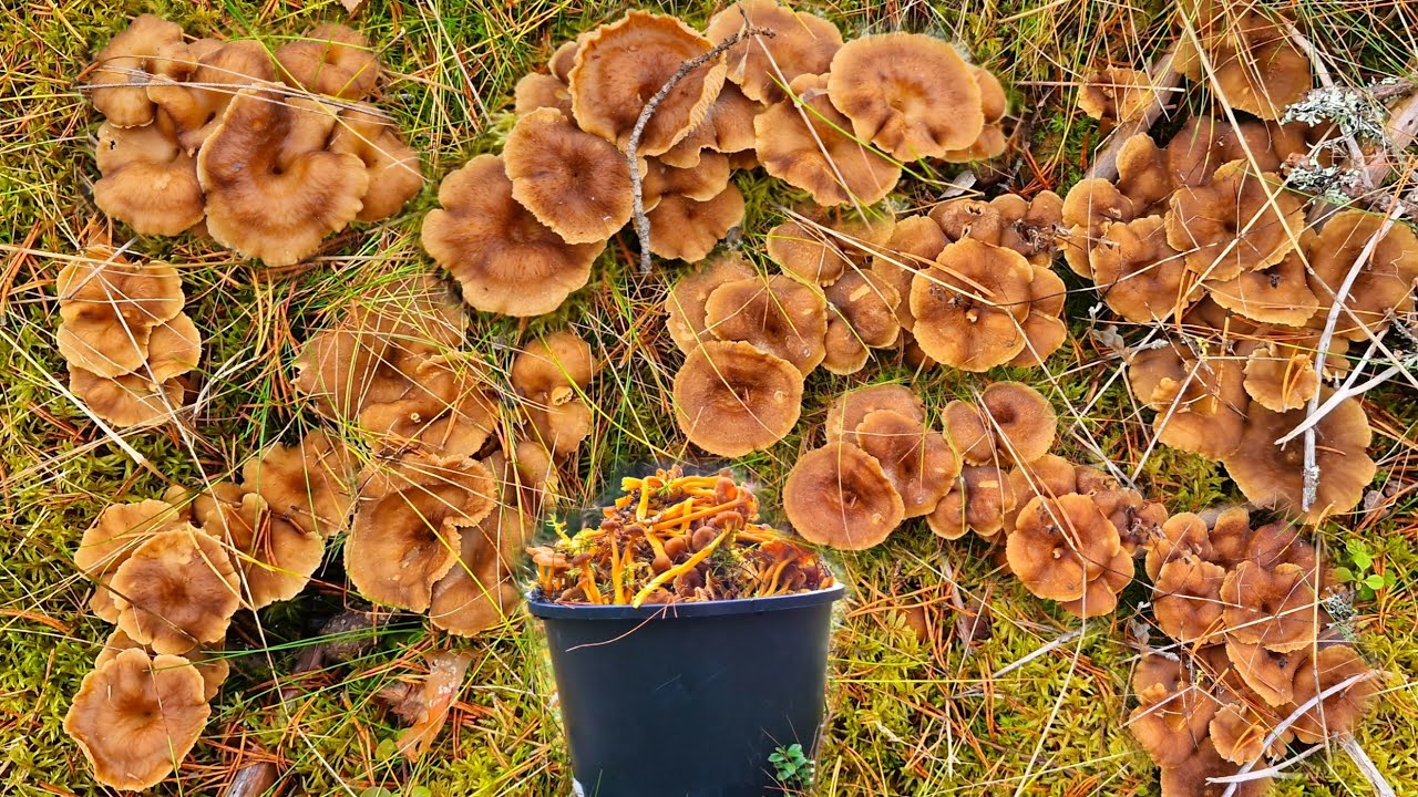 เก็บเห็ดดำ เห็ดยังคงเต็มป่ามาเป็นช่อๆทั้งใหญ่และยาว ถอนๆใส่แป๊บเดียวล้นถัง