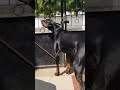 كلب الدوبرمان أو دوبيرمان أحد أكثر أنواع الكلاب شيوعا في العالم Doberman Pinscher dog mp3
