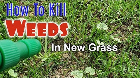 AFTER Seeding New Grass THIS Chore Is SO Important