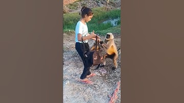 jai hanuman Seva 🚩🙏#shorts #youtubeshorts #trending #viral #jaishreeram #hanuman #monkey