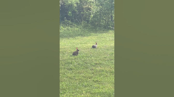 Never captured two rabbits 🐇 together but got lucky on these two.