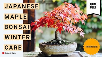 “Don’t Let Winter Ruin Your Japanese Maple Bonsai! Beginner Tips”
