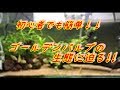 【アクアリウム】初心者でも簡単☆ゴールデンバルブの生態に迫る!!