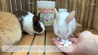 【かわいい】うさぎさんへ乳酸菌アリメペットの与え方