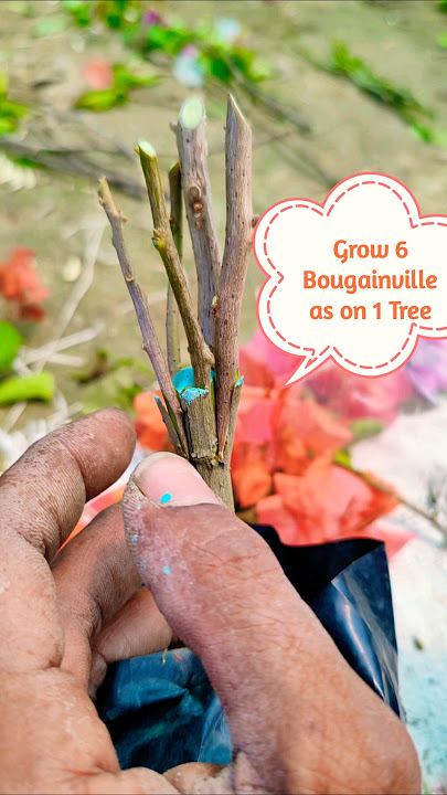 The Secret to Multi-Color Bougainvillea Revealed #shorts