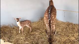 mini & miki deer mom and baby ❤️