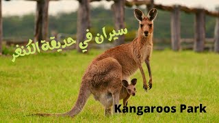 Kangaroos Park  -  نزهة في حديقة الكنغر ?