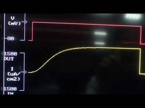 Vidéo: Action Cytotoxique Et Pro-apoptotique De MjTX-I, Une Phospholipase A2 Isolée Du Venin De Serpent De Bothrops Moojeni, Contre Les Cellules Leucémiques