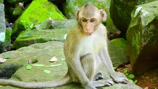 JANA EATS FALLEN PALM FRUIT WITH OTHER MONKEYS, IT TASTES GOOD FOR HUMANS AND ANIMALS.