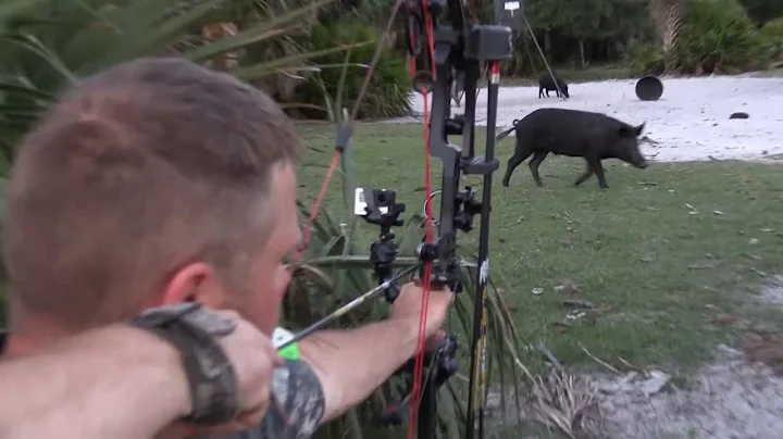 Wild boar hunt at Okeechobee Outfitters!!!