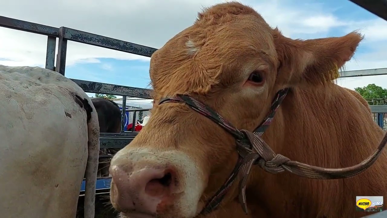 PLAZA GANADERA-EL REY DE LA CECINA-YECAPIXTLA MORELOS-TOROS,CABALLOS,POLLOS Y BORREGOS.