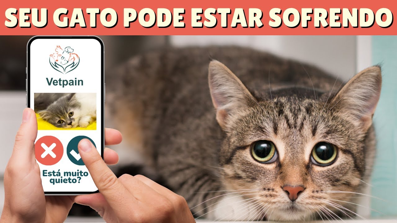 COMO SABER SE O GATO ESTÁ COM DOR: sintomas de dor em gatos e gato em ...