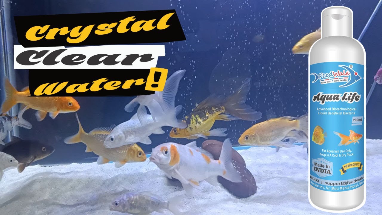 How To Create Beneficial Bacteria In Aquarium Fish Tanks