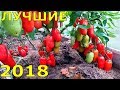 ЛУЧШИЕ СОРТА ОВОЩЕЙ 2018 года