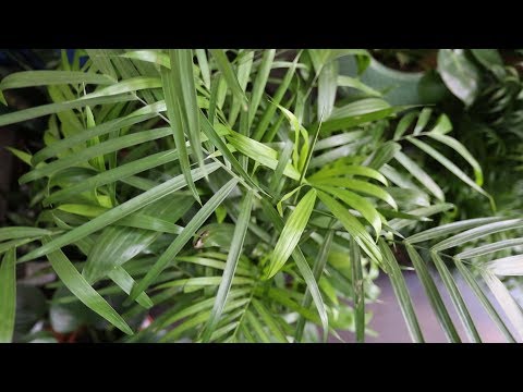 วีดีโอ: Growing Palms Indoors - เรียนรู้เกี่ยวกับ Bamboo Palm Care