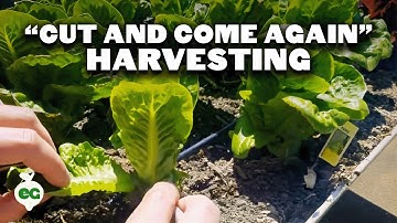 Maximize Harvesting Lettuce With The Cut and Come Again Method