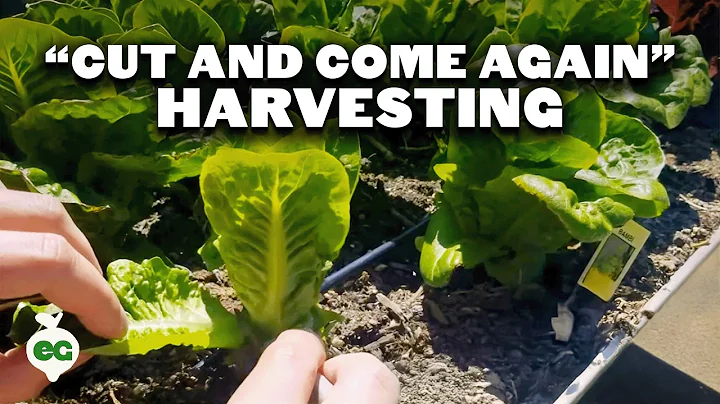 Maximize Harvesting Lettuce With The Cut and Come Again Method