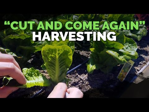 Video: Labai lapų salotų skynimas – kaip nuimti lapines salotas