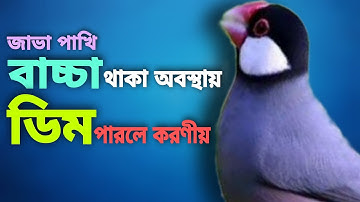 জাভা পাখির বাচ্চা থাকা অবস্থায় ডিম পাড়লে করণীয় | Java Bird Breeding Tips & Tricks (V- 161)