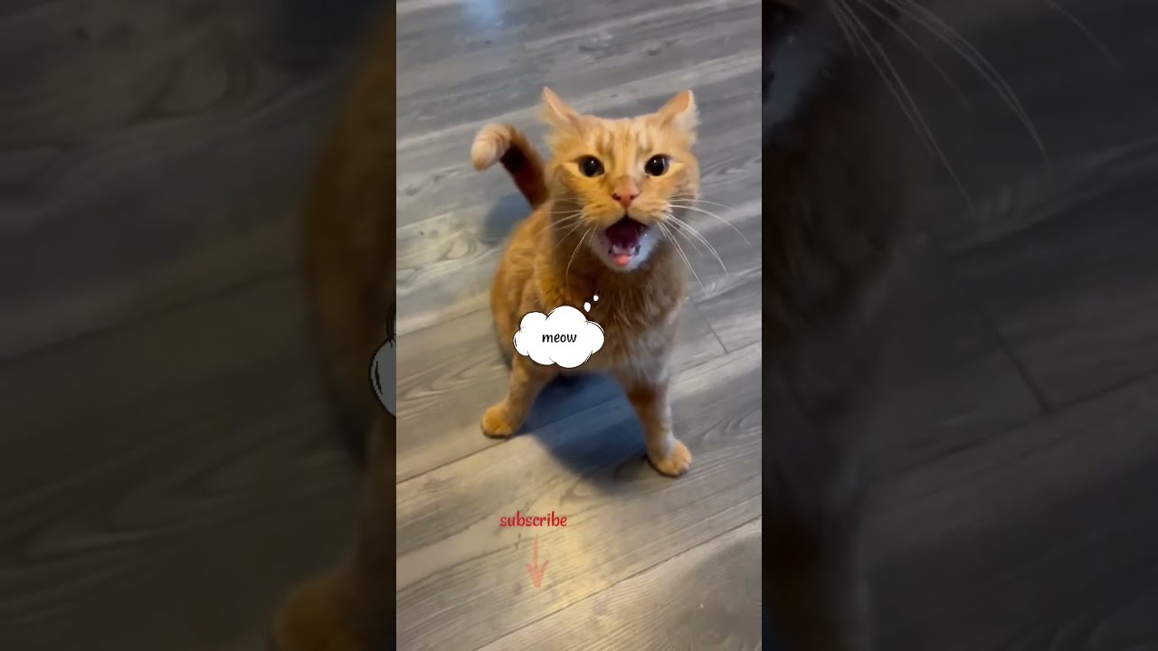 Симба рыжий котик мяу