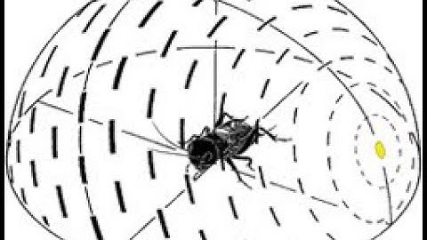 Polarizing Filters, Malus