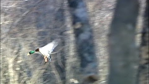 Duck Chatter Ep.82 "MM1 DVD HUNT PART 2"