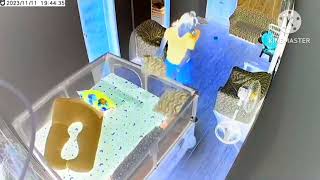 Baby Crying Mom Clean The House In G Major 21