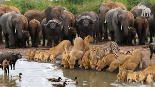 Sabana Salvaje – El Latido de la Vida en la Gran Sabana #animalessalvajes | Llamado Salvaje TV