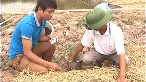 Trồng cà chua ghép trên gốc cây cà tím