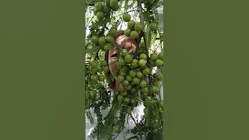 Dekho Dekho Kon Aya Hai Amla Ki Sath 