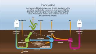 Nitrogen cycle in the soil