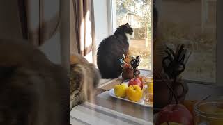 НАТЮРМОРТ С КОШКАМИ НА СТОЛЕ      STILL LIFE WITH CATS ON THE TABLE by  CAT HOUSE IN BUCHA 274 views 3 months ago 3 minutes, 1 second
