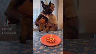 Baby’s 1st Bday 🐾🎂 Luv you Kiwi 🥝 #dogshorts #birthday #happybirthday #shorts  #belgianmalinois