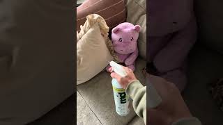 Flees and tickets are not welcome and this BugMD takes care of the job #flees #dogowner #bugmd