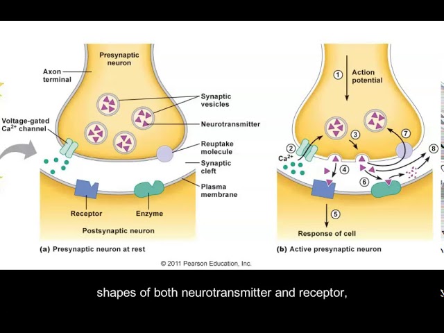 reuptake neuron