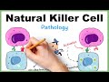 Nk cell natural killer cell simplified how it kills virus infected cell