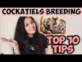 Cockatiels breeding tips10 tips for cockatiel breeding  how to breed cockatiels  shabus vlog