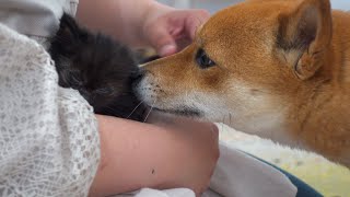 子猫を柴犬の前で初めて解放したら思わぬ事態に。。