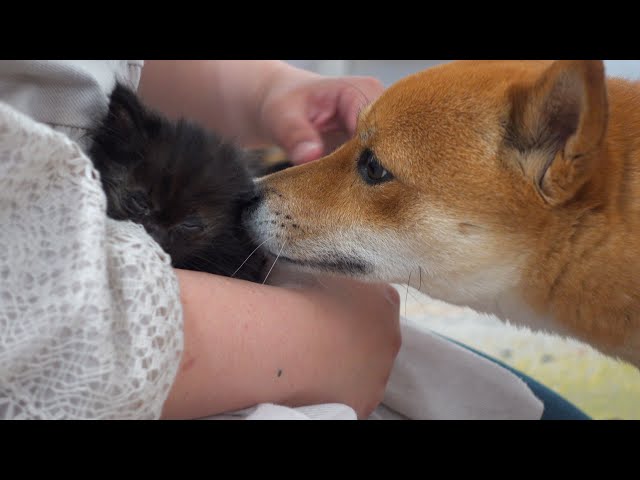 子猫を柴犬の前で初めて解放したら思わぬ事態に。。