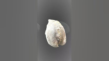 Finding Fossils - Short 141