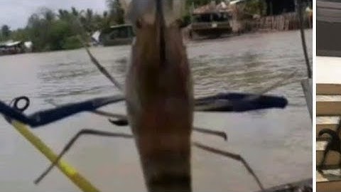 hôm nay trúng lớn cả nhà oi..trung bày ca ngát khủng.. tôm càng xanh khủng