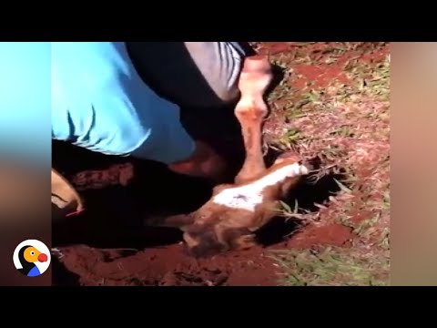 Newborn Horse Rescued From Huge Ant's Nest | The Dodo