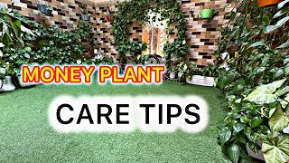 Care Of Money Plant | Money Plants Growth Hacks | Money Plant Growth Tips