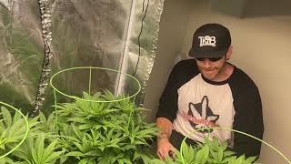 West Coast Croppers - 2 wk from light flip Runtz Hydrobucket RDWC w/MarsHydro FC48000 TNB Naturals