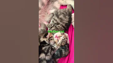 Mother Cat Followers Cat Catlovers 