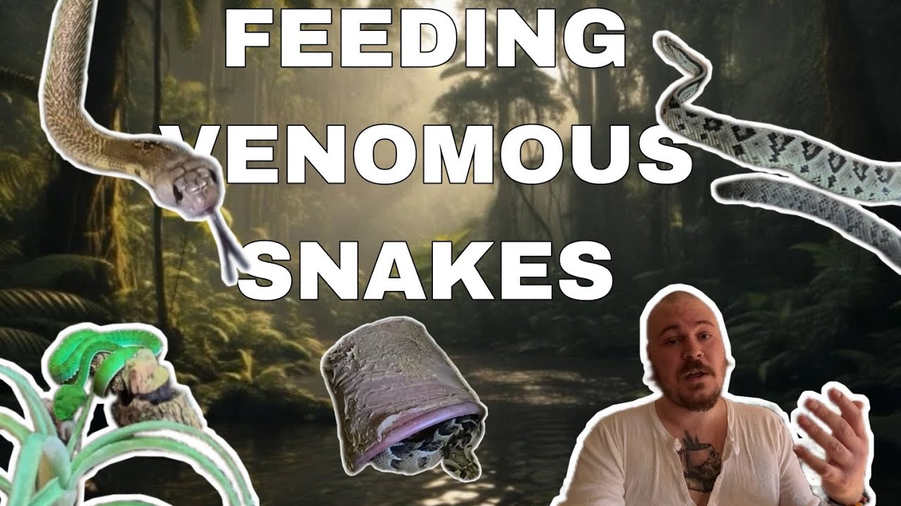Photo inspiration: Feeding My Venomous Snakes Photo Inspiration