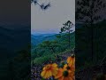 #ambient #nature #ambientmusic #flowers #relaxing #relax #relaxingmusic #scenery #peace #beautiful