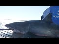 Scot mature male white shark