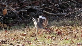 Mockingbird Wing-Flash Display